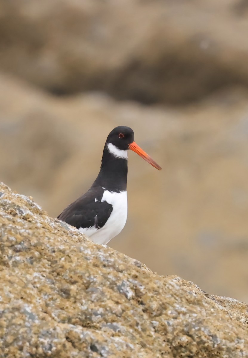 Eurasian Oystercatcher - ML622143855