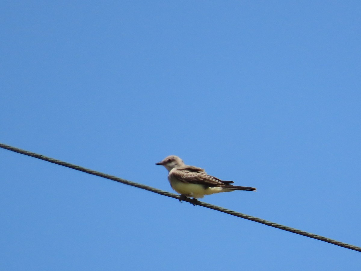 Cassin's Kingbird - ML622143856