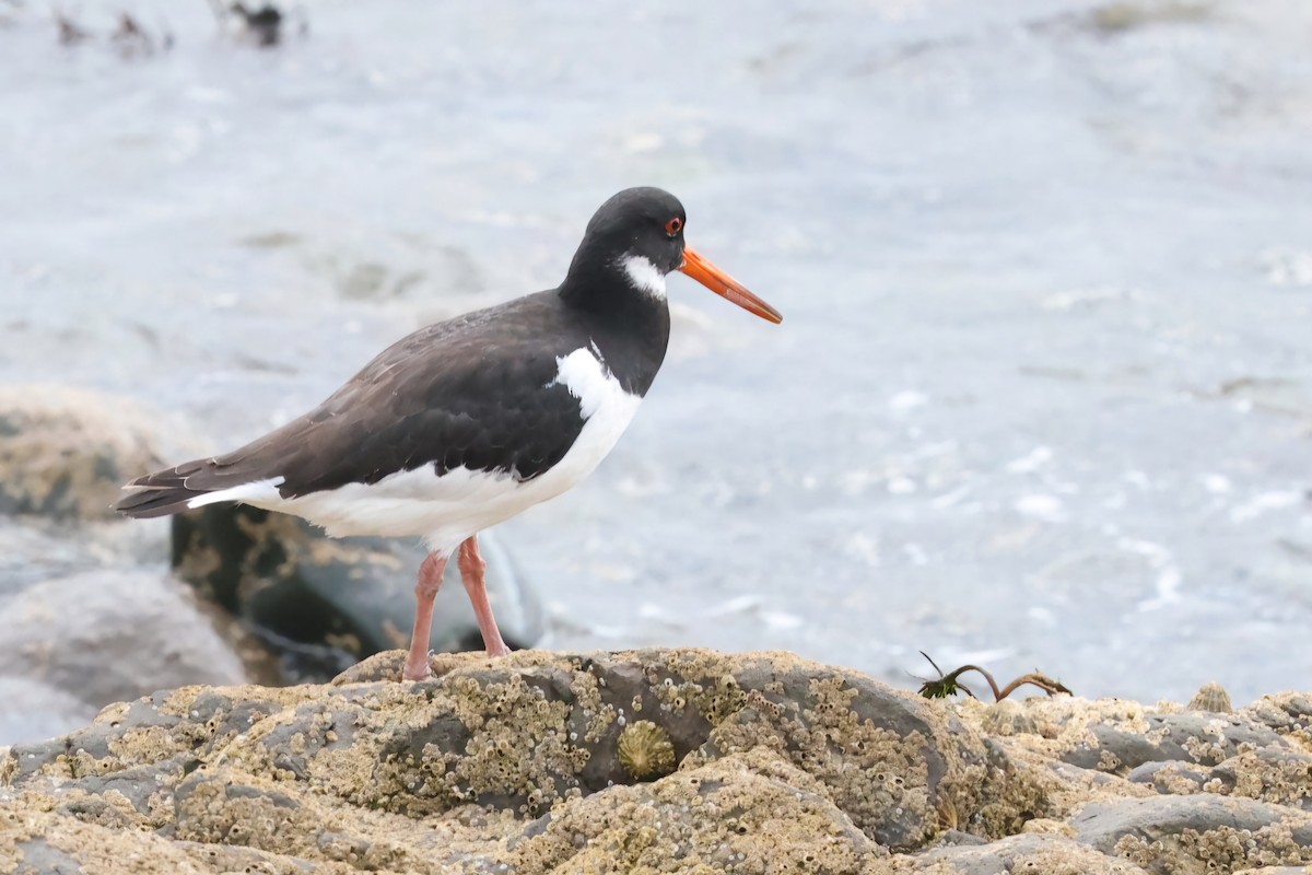 Eurasian Oystercatcher - ML622143857