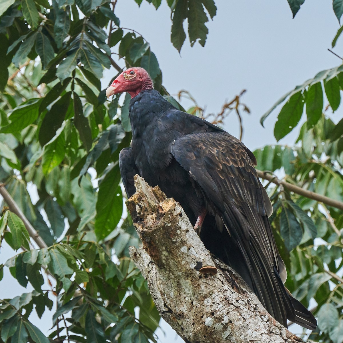 Turkey Vulture - ML622143858