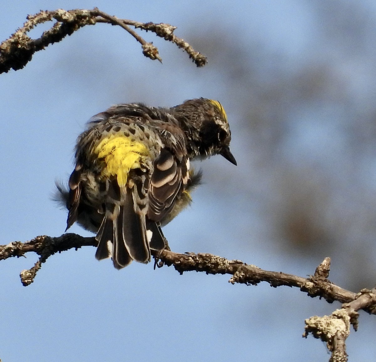 Yellow-rumped Warbler - ML622143927