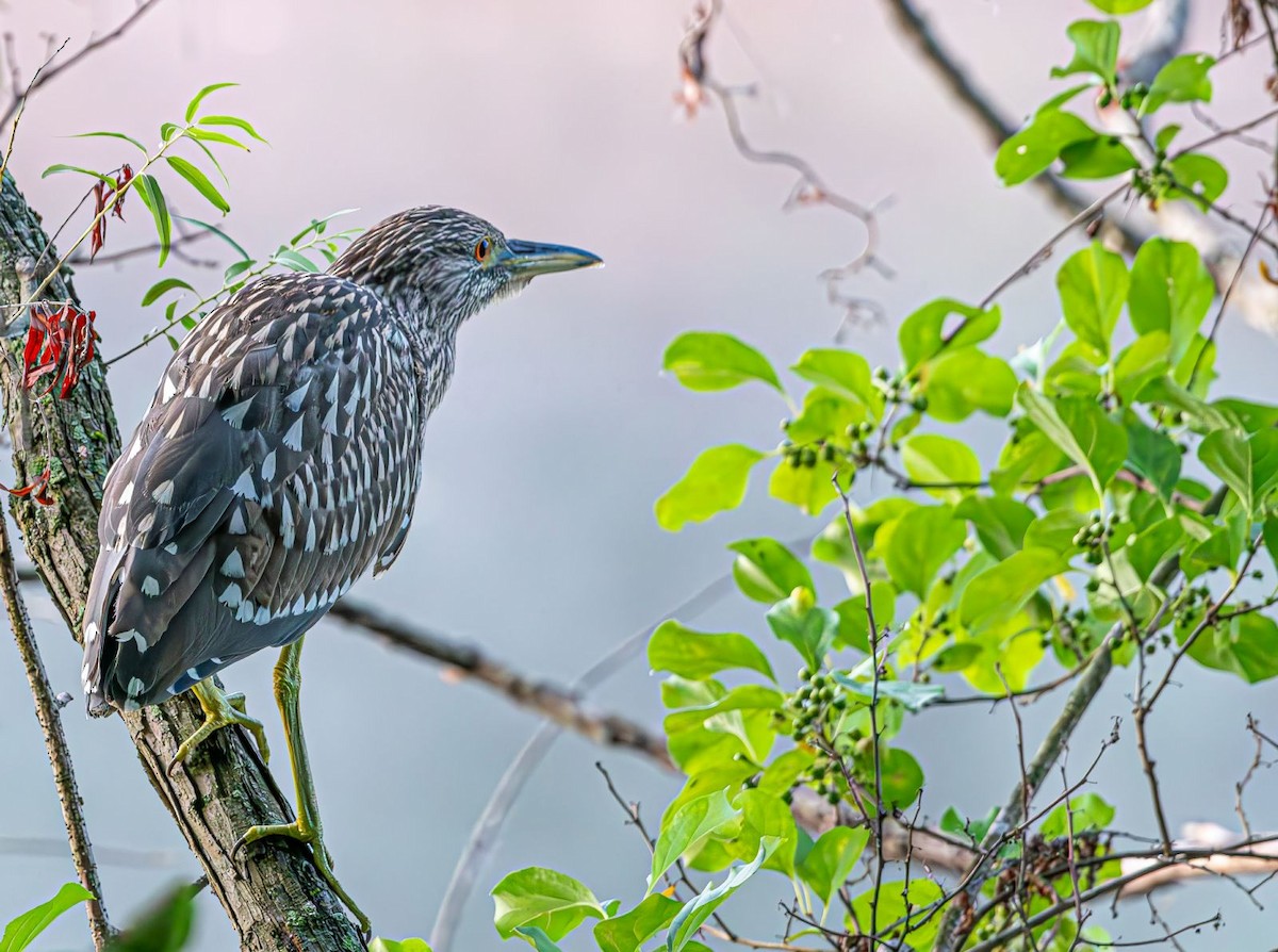 Black-crowned Night Heron - ML622143966