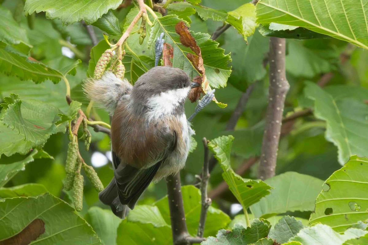 Chestnut-backed Chickadee - ML622143974