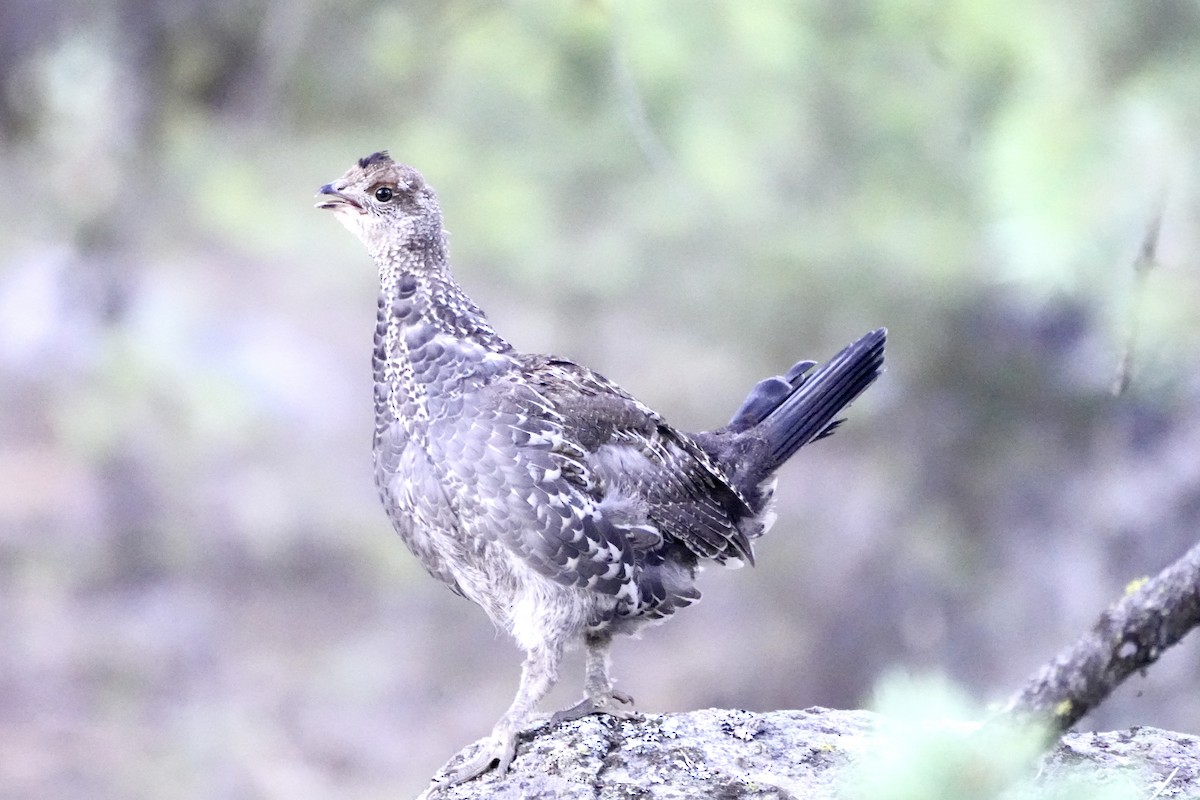 Dusky Grouse - ML622143985