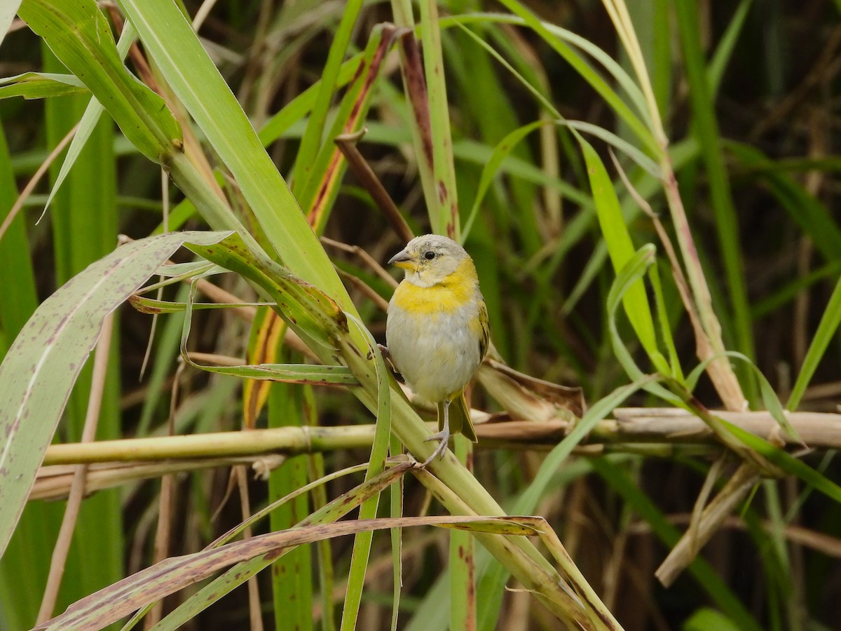 Saffron Finch - ML622143988