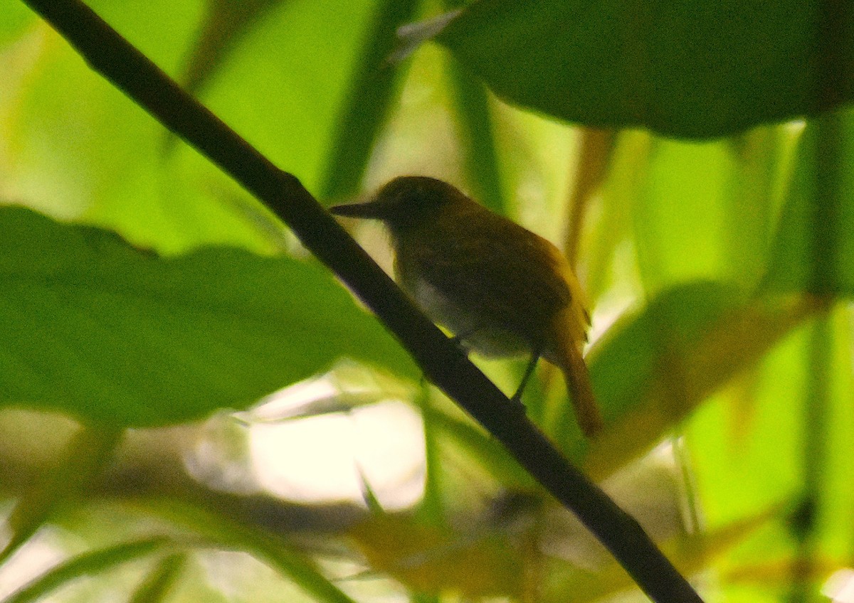 Bright-rumped Attila - Rodolfo Dodero