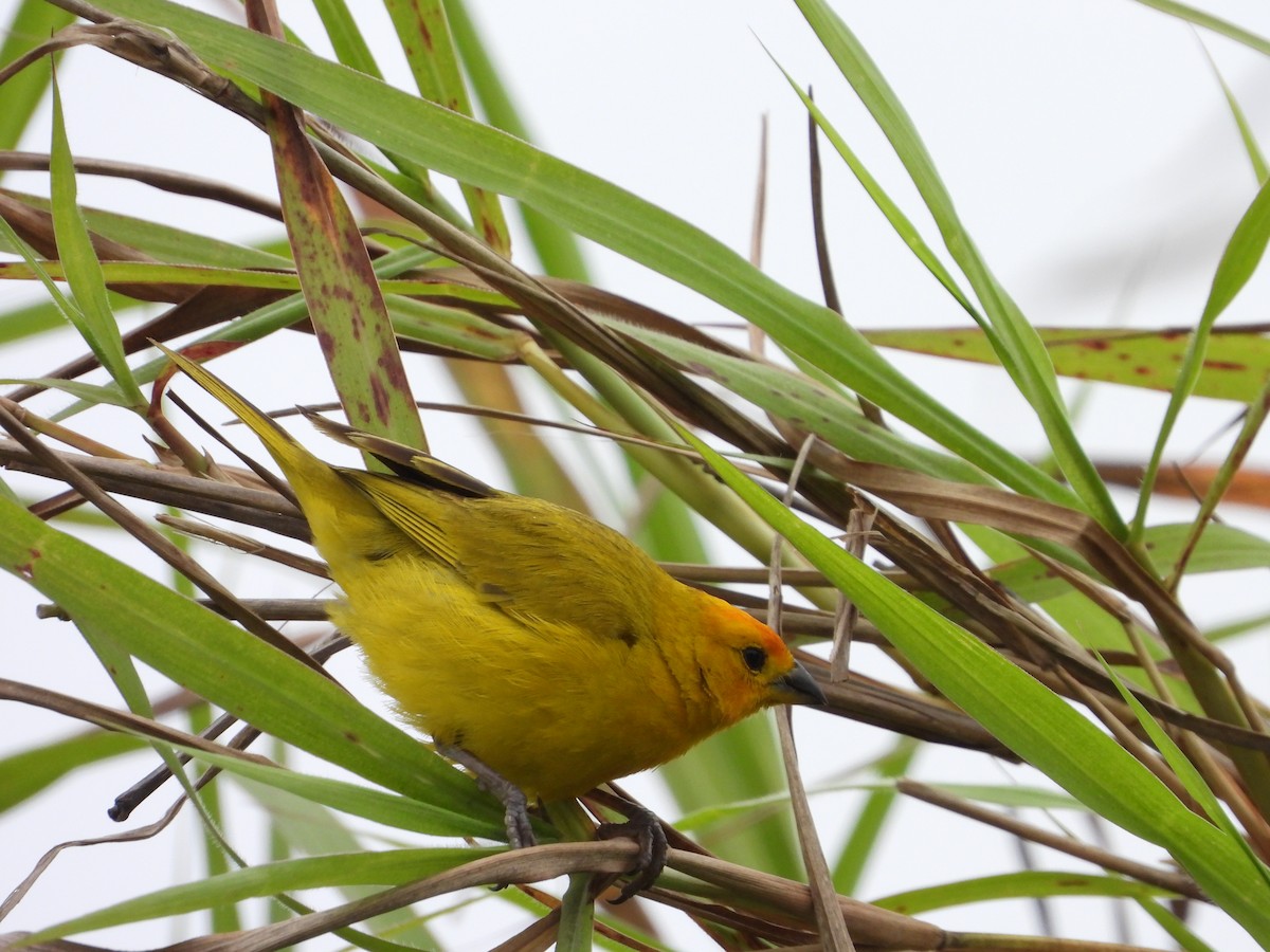 Saffron Finch - ML622143990