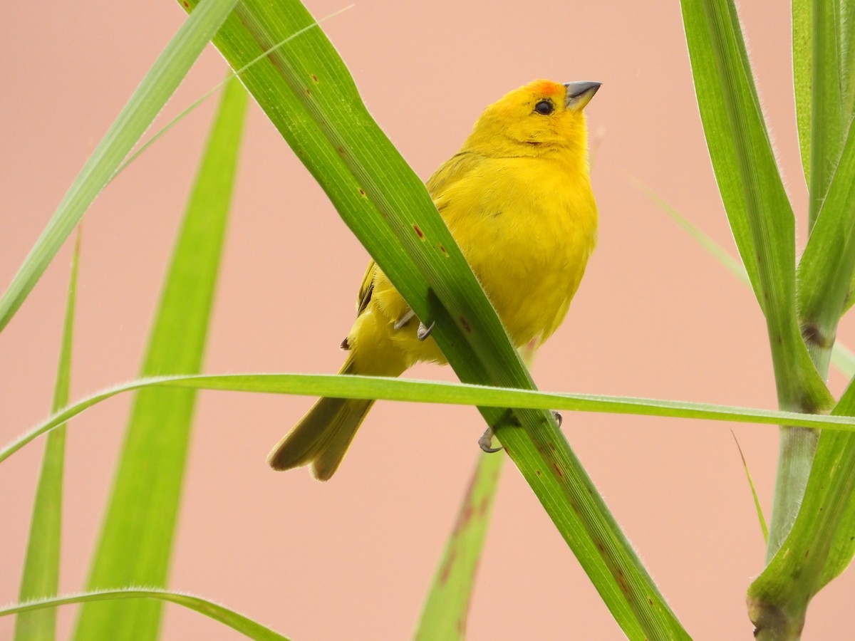 Saffron Finch - ML622143991