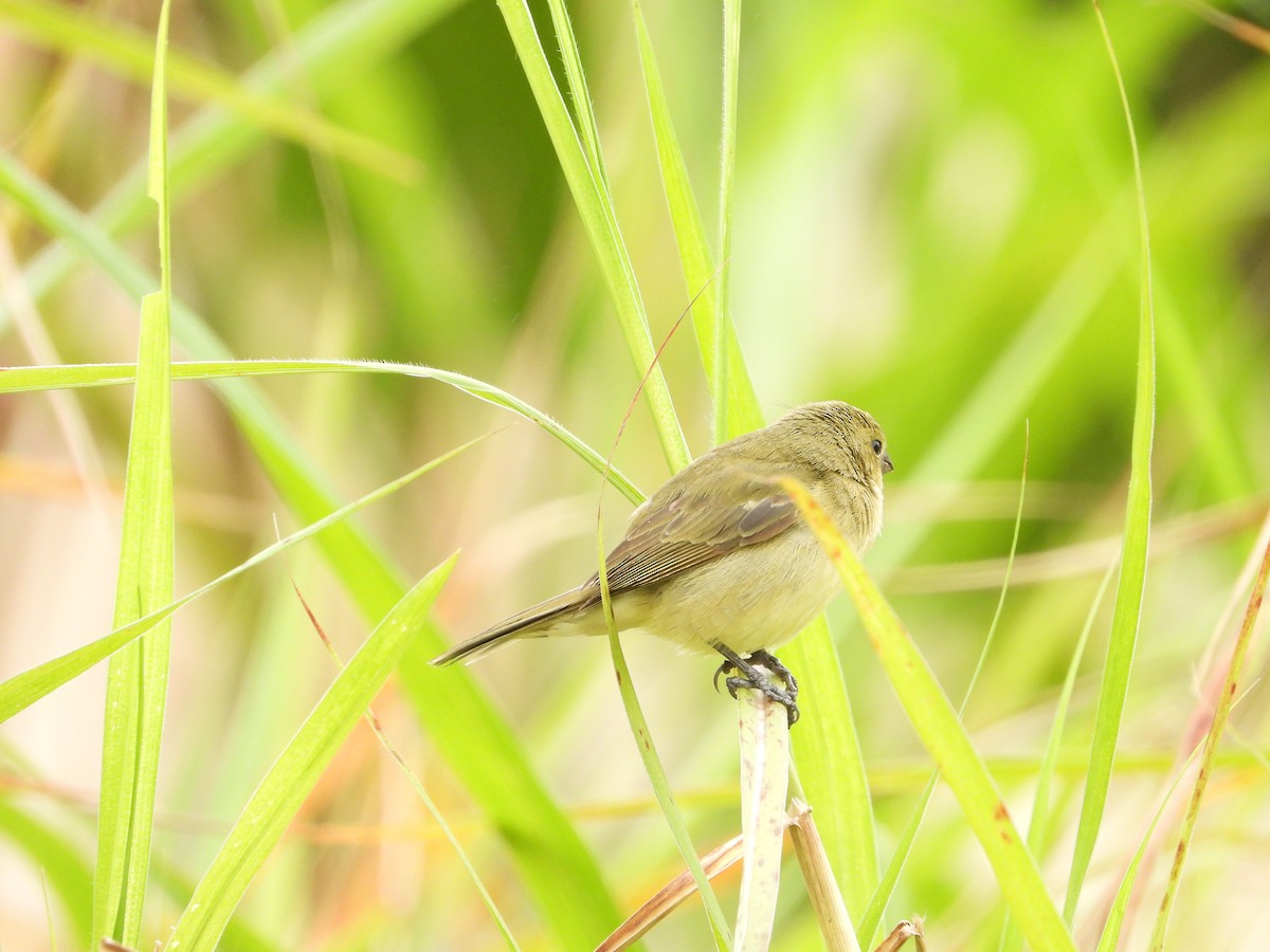 Yellow-bellied Seedeater - ML622143999