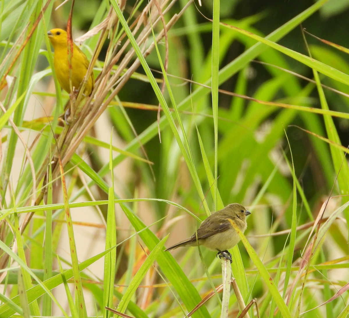 Yellow-bellied Seedeater - ML622144000
