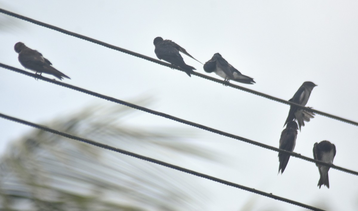 Southern Rough-winged Swallow - ML622144001