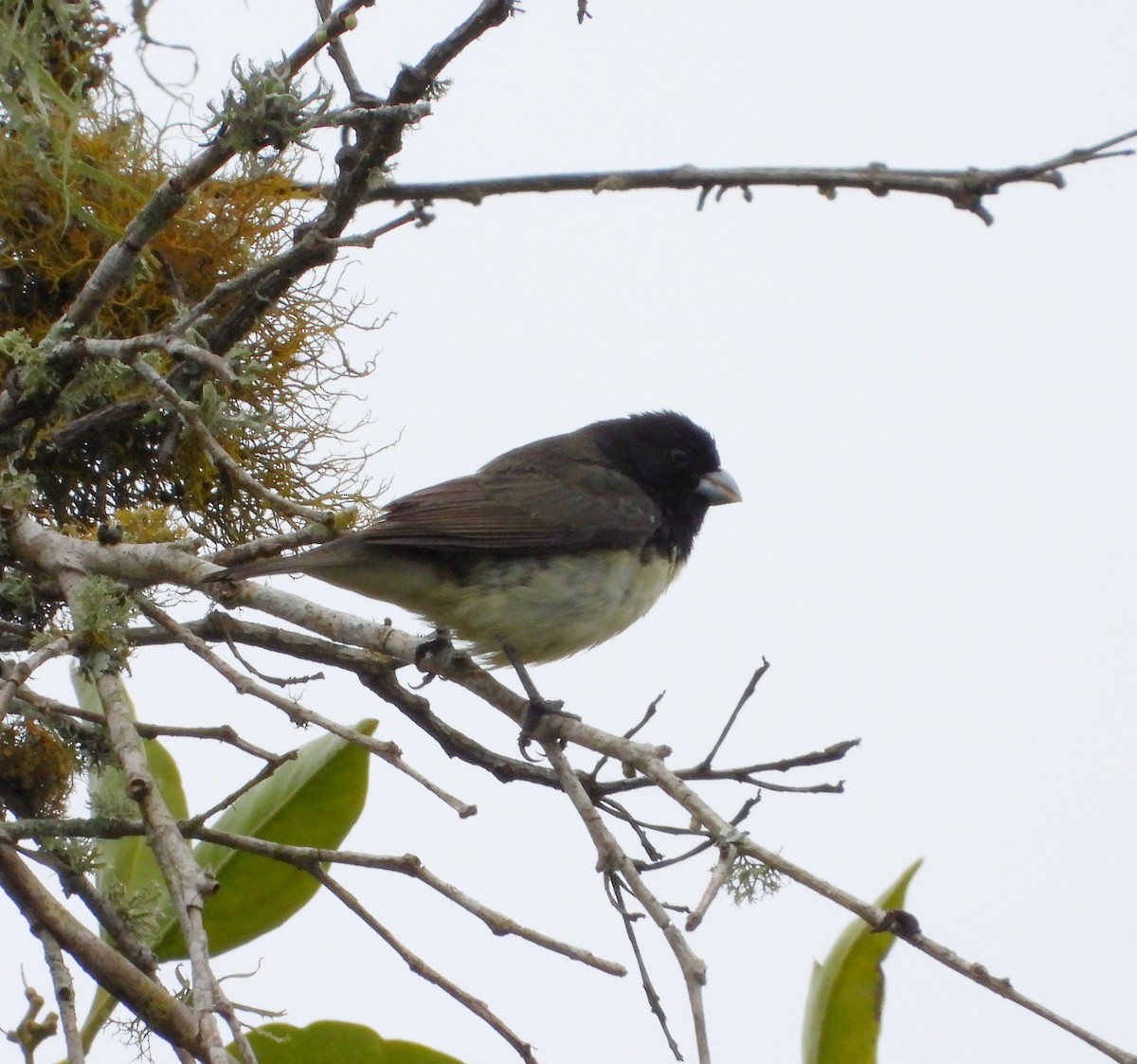 Yellow-bellied Seedeater - ML622144008