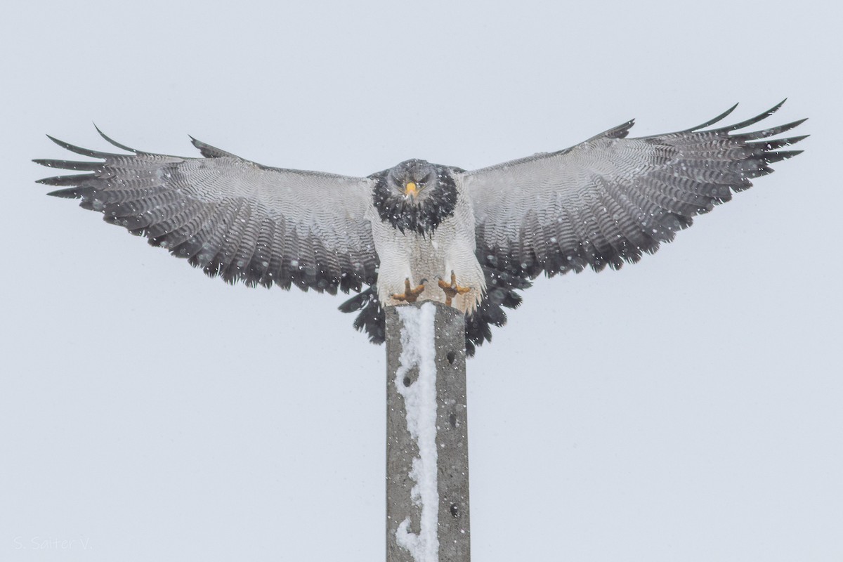 Black-chested Buzzard-Eagle - Sebastián Saiter Villagrán