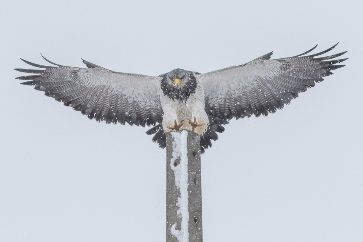 Black-chested Buzzard-Eagle - ML622144009