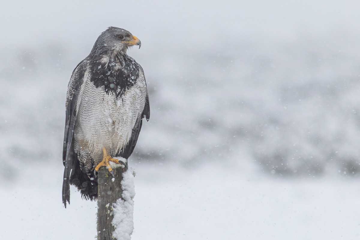 Black-chested Buzzard-Eagle - ML622144010