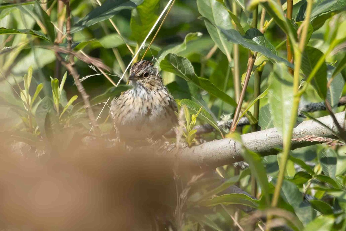 Lincoln's Sparrow - ML622144011