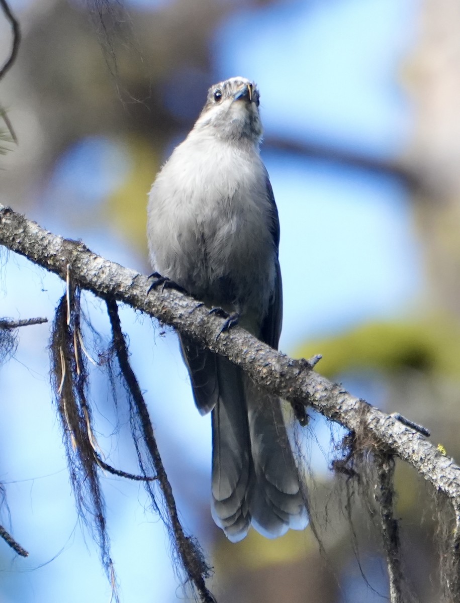 Canada Jay - ML622144019