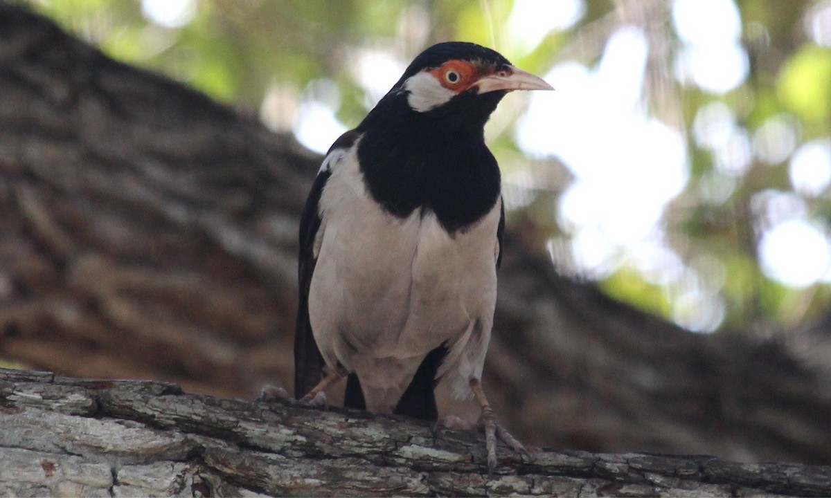Javan Pied Starling - ML622144065