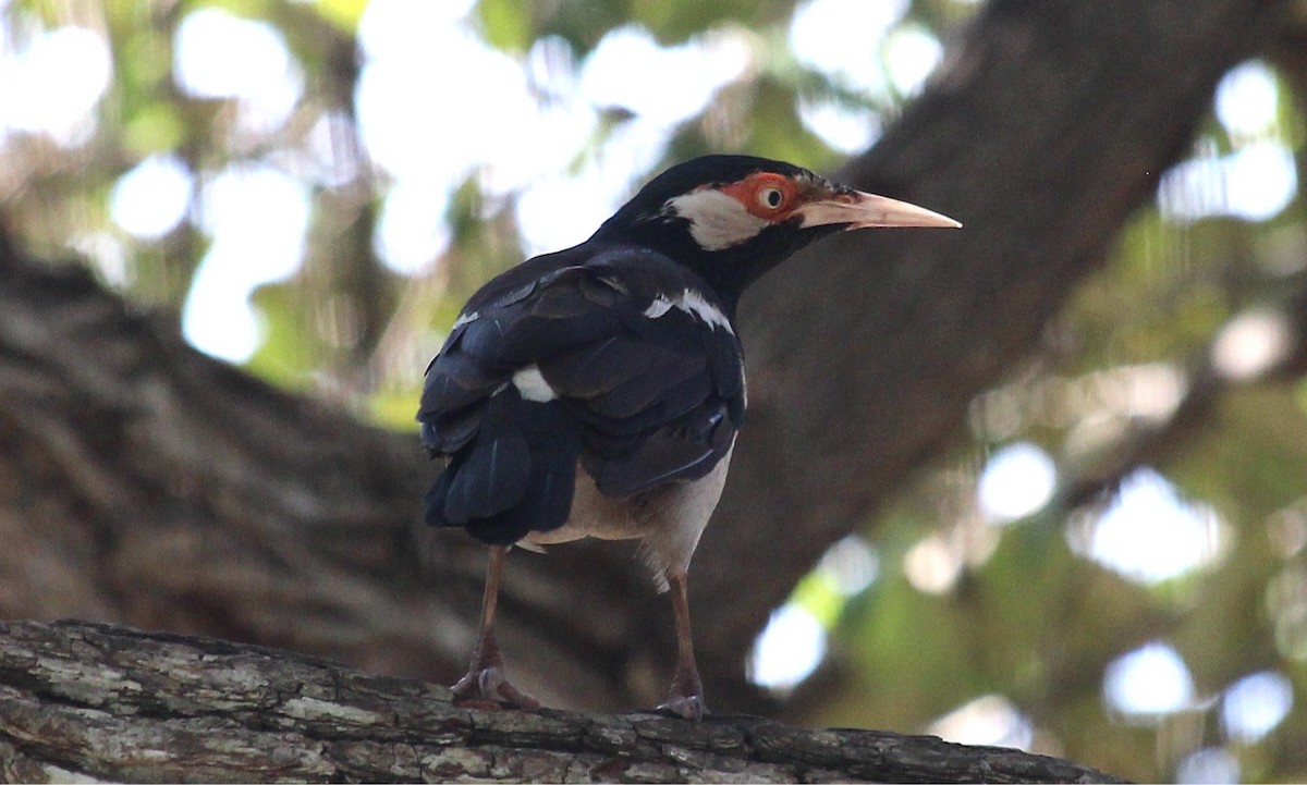 Javan Pied Starling - ML622144066