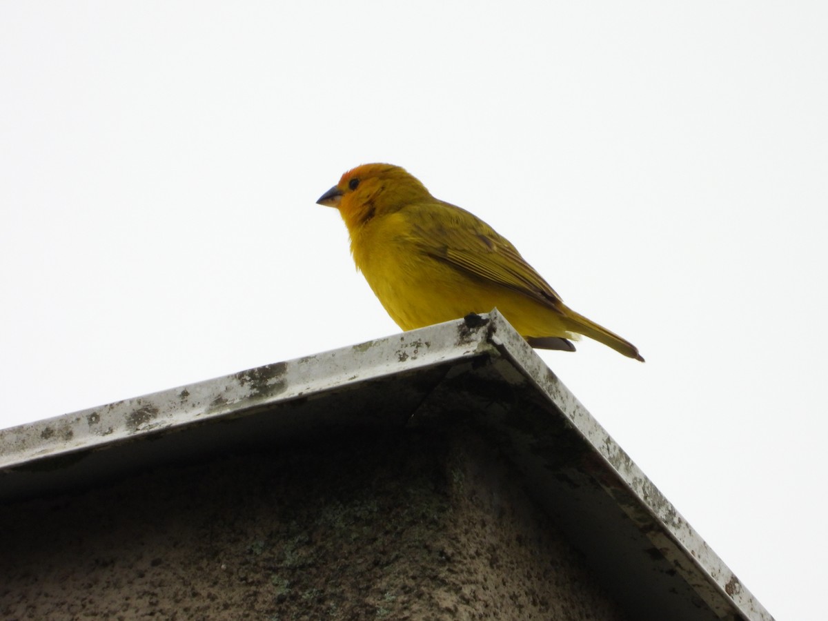 Saffron Finch - ML622144075