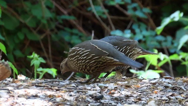 California Quail - ML622144079