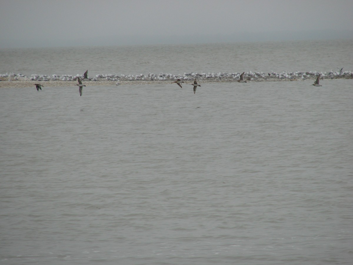 Hudsonian Godwit - ML622144095