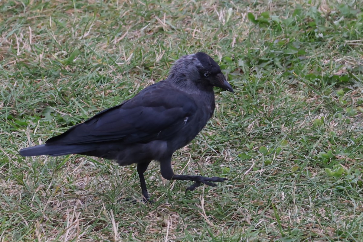 Eurasian Jackdaw - ML622144110