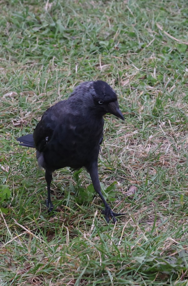 Eurasian Jackdaw - ML622144111