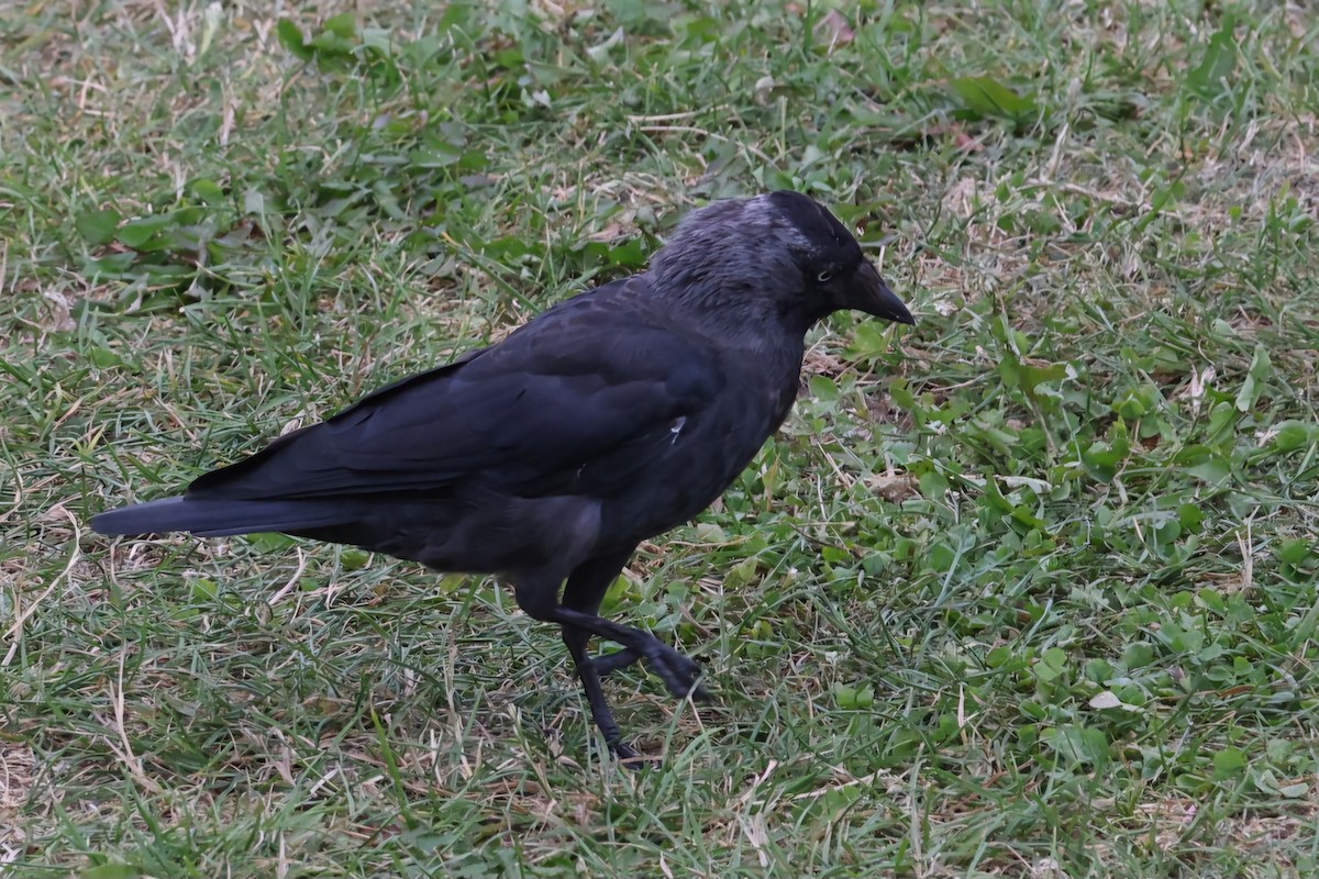 Eurasian Jackdaw - David Funke