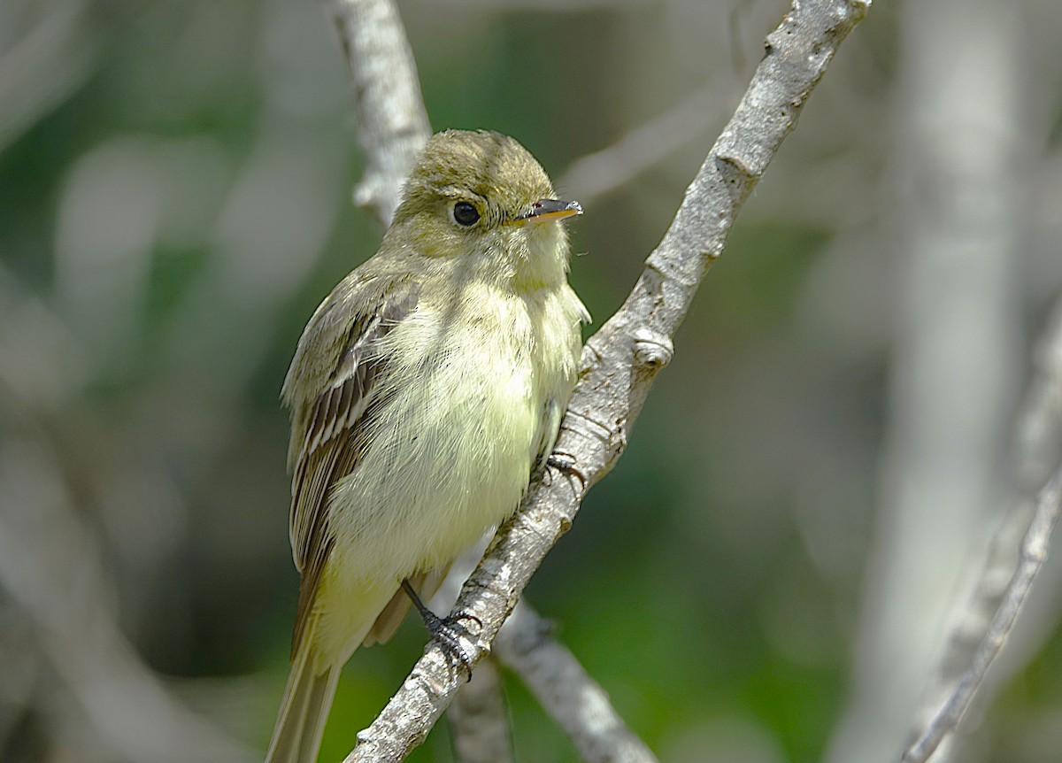 Western Flycatcher (Pacific-slope) - ML622144116