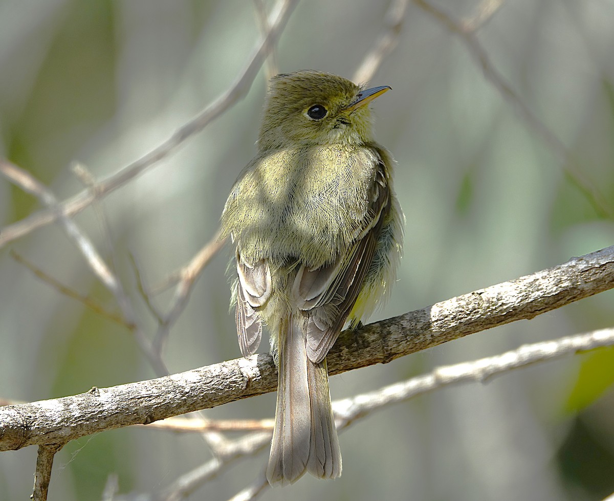 Western Flycatcher (Pacific-slope) - ML622144117