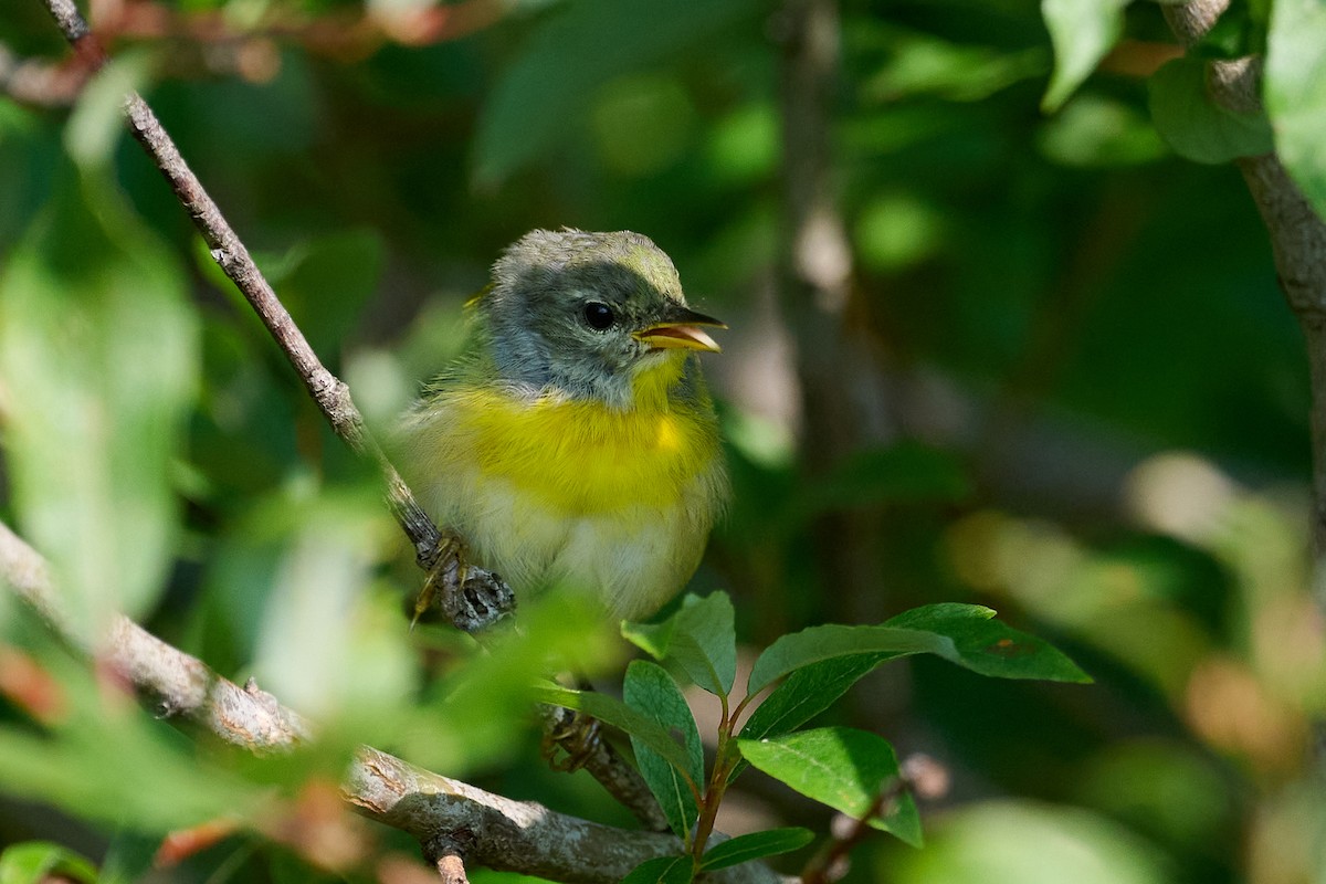 Nashville Warbler - ML622144119