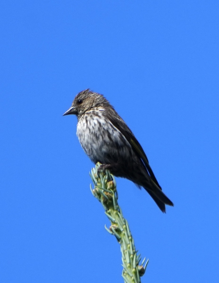 Pine Siskin - ML622144120