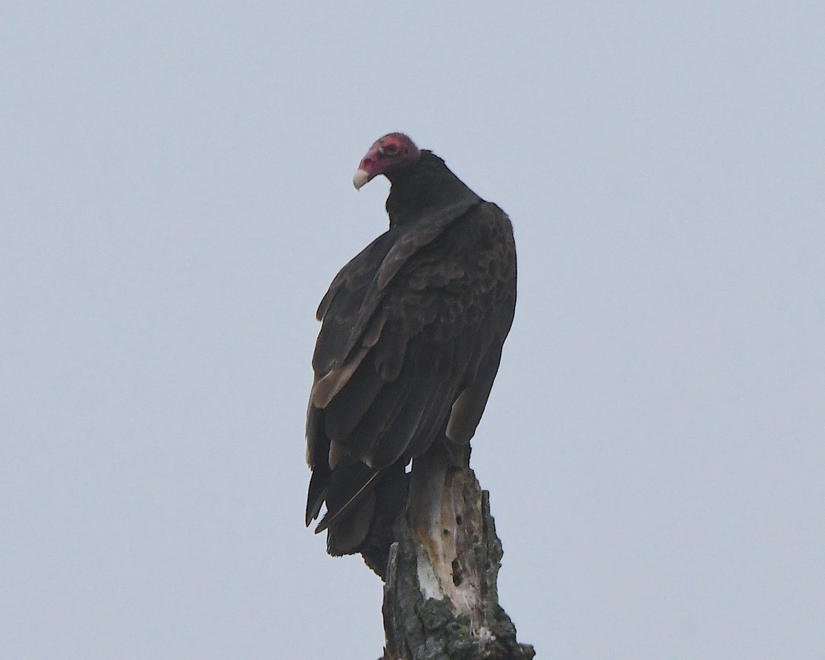 Turkey Vulture - ML622144121
