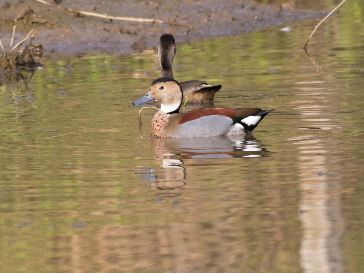 Ringed Teal - ML622144122