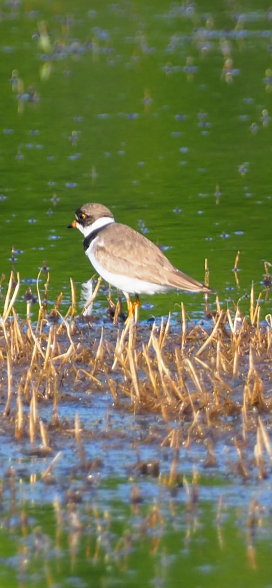 Semipalmated Plover - ML622144132