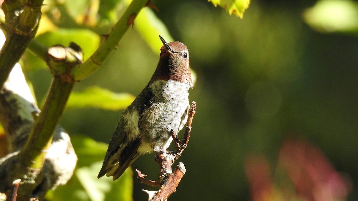 Anna's Hummingbird - ML622144133