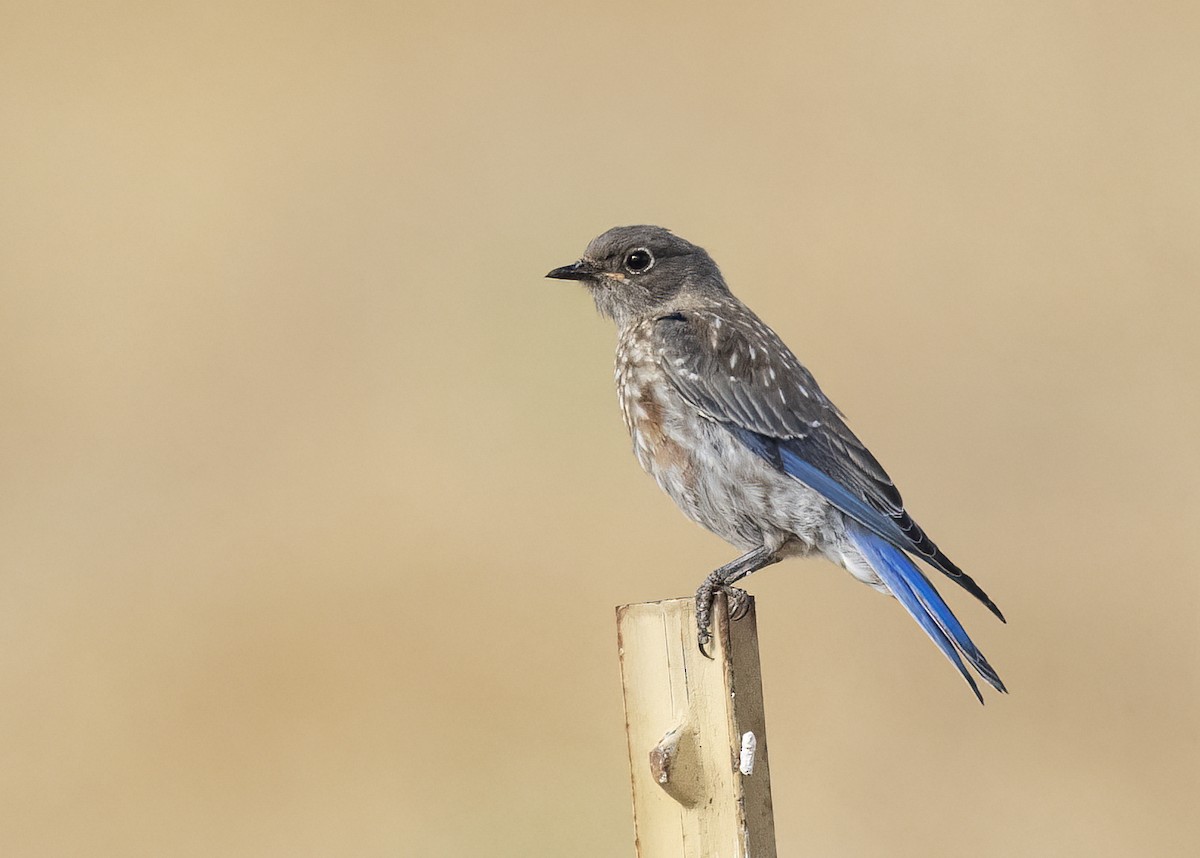 Western Bluebird - ML622144134