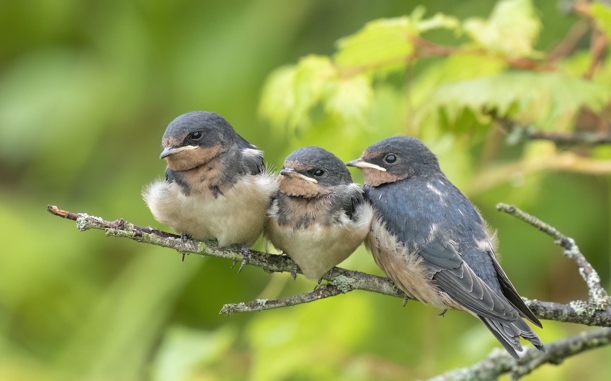 Barn Swallow - Ewa Golebiowska