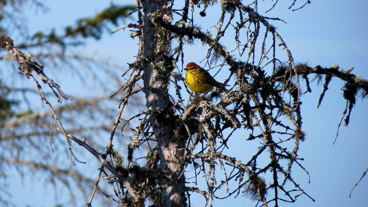 Palm Warbler - Andrew Olive