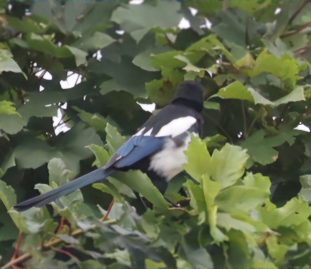 Eurasian Magpie - ML622144137