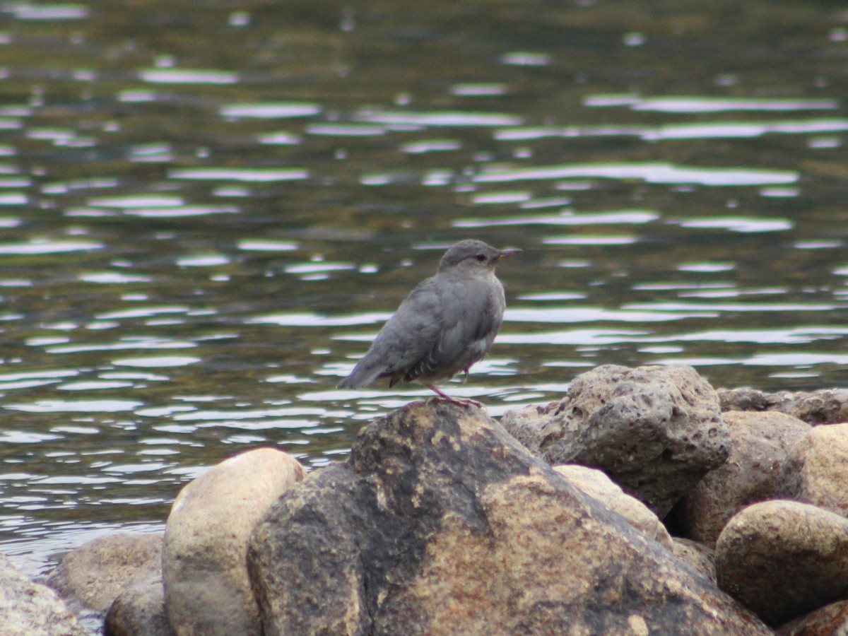 American Dipper - James Jarrett