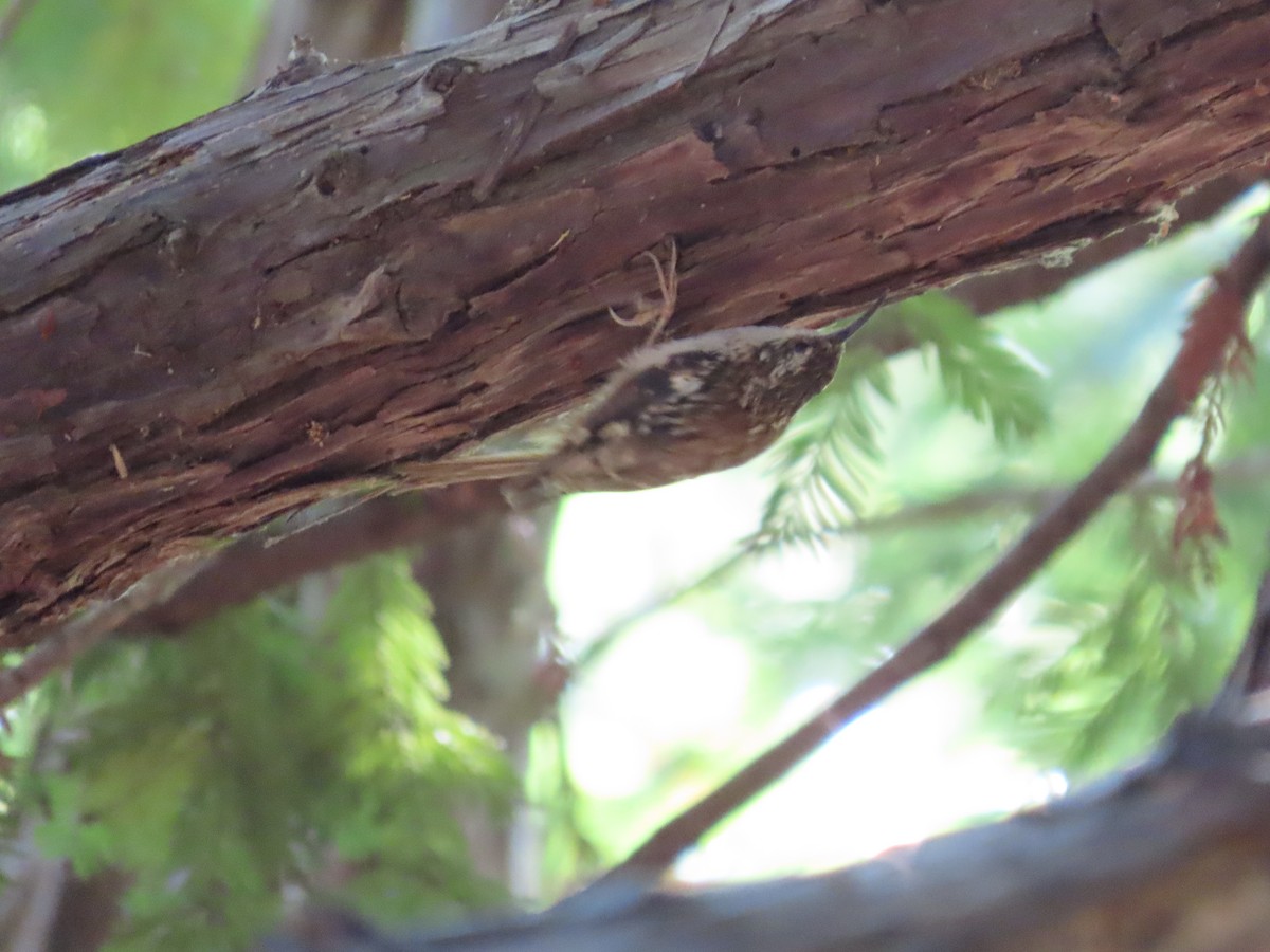 Brown Creeper - ML622144139