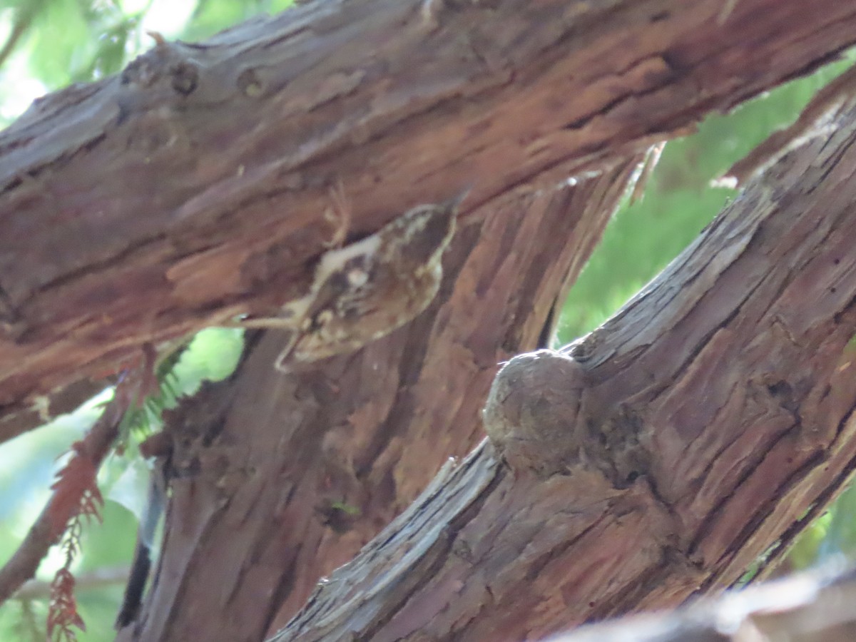 Brown Creeper - ML622144140