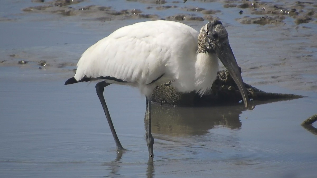 Wood Stork - ML622144145