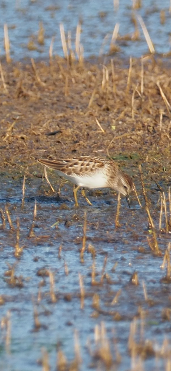 Least Sandpiper - ML622144146