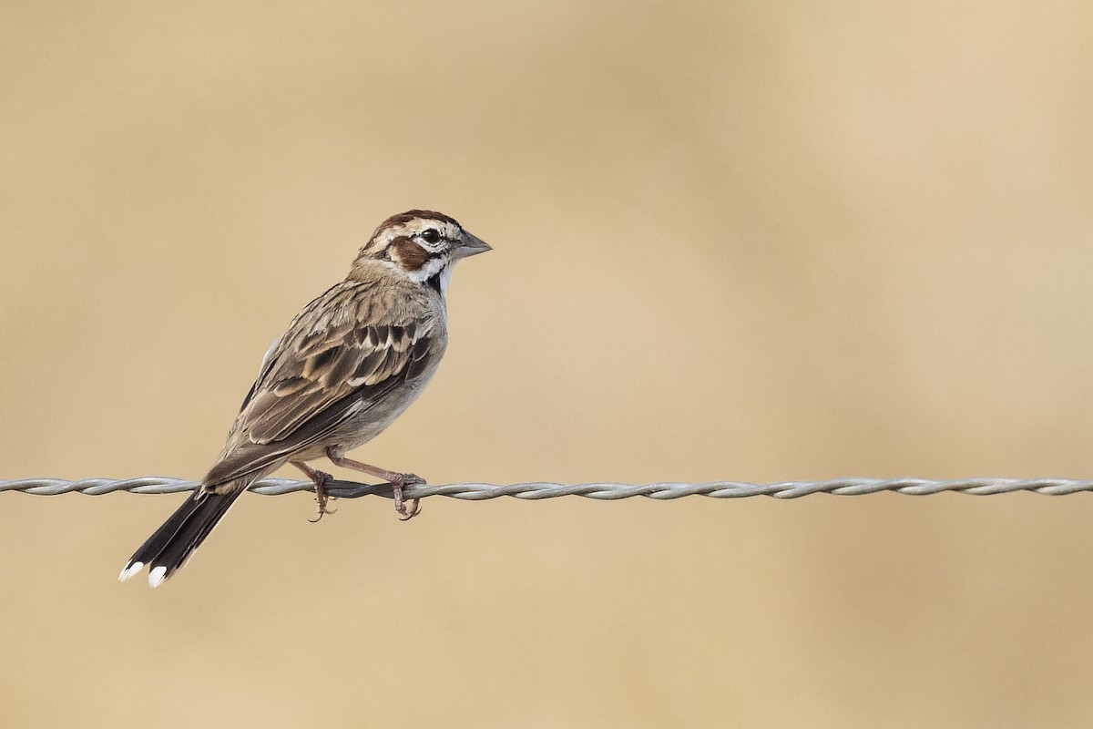 Lark Sparrow - ML622144147