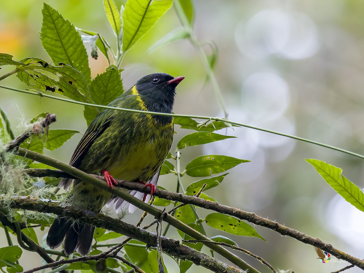 Green-and-black Fruiteater - ML622144155