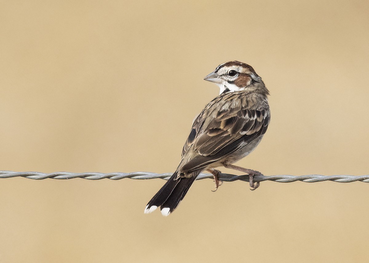 Lark Sparrow - ML622144156