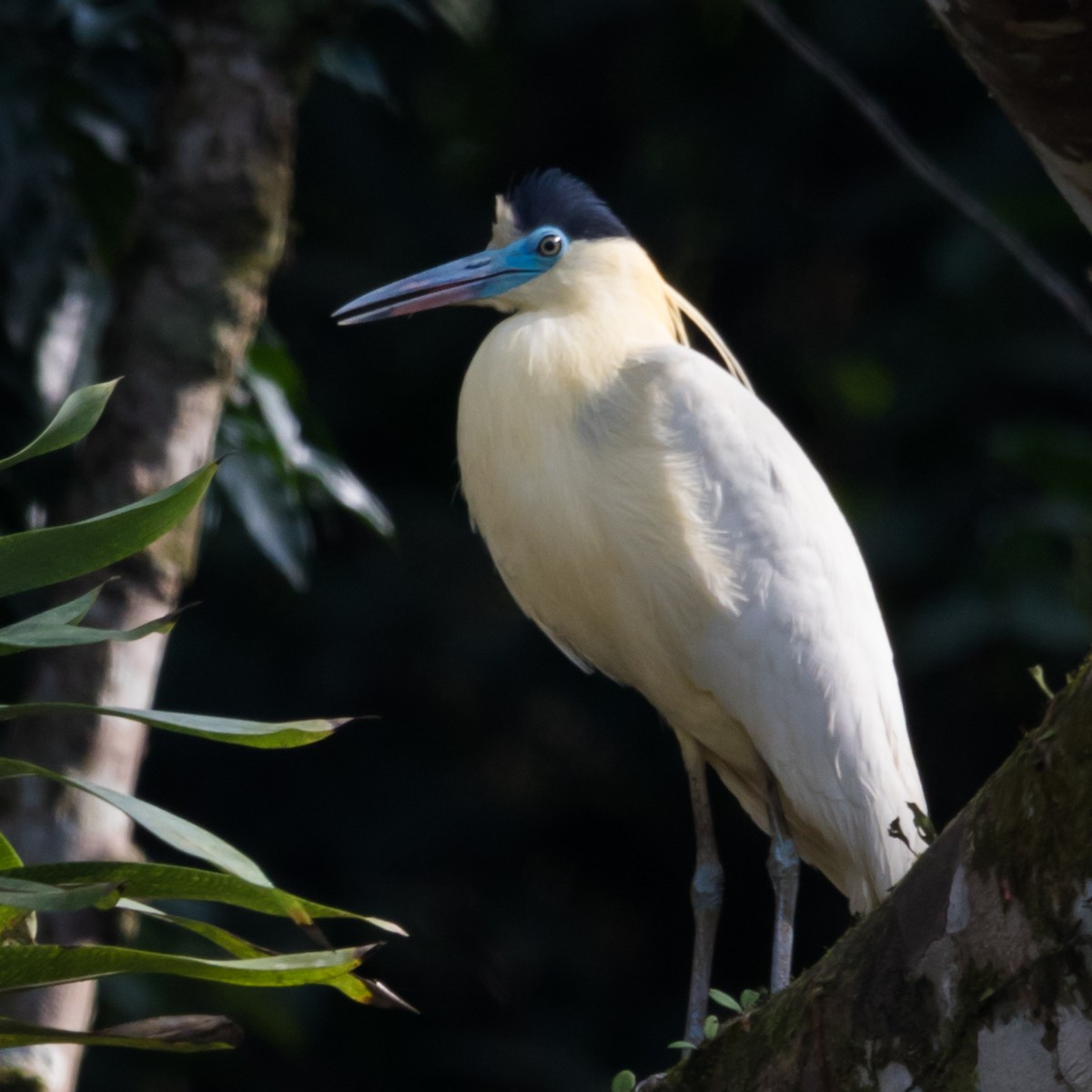 Capped Heron - ML622144157